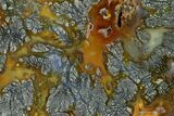 Nipomo Marcasite Agate Slab - Freddie Quarry, California #152684-1